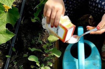 Як правильно приготувати содовий розчин для обприскування рослин