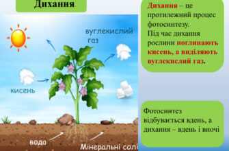 “Як пов’язані процеси дихання та живлення в людському організмі”
