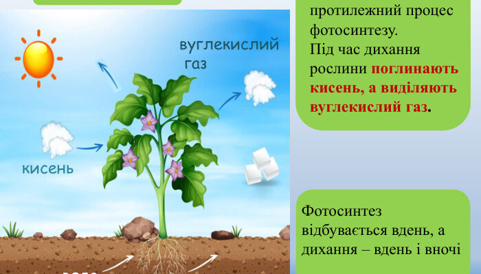 “Як пов’язані процеси дихання та живлення в людському організмі”