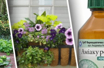 Як часто рекомендується поливати рослини нашатирним спиртом?