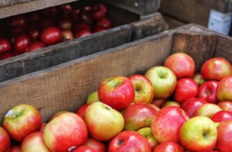 Як оптимально зберігати яблука в холодильнику: корисні поради