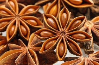 Як правильно приймати відвар анісу: поради і рекомендації