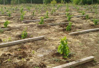 Оптимальна відстань між лозами винограду: ключ до здорового врожаю