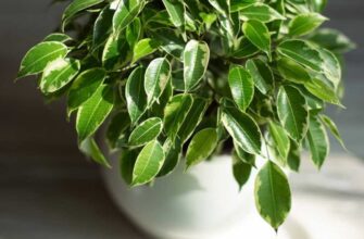 Чи підходить універсальний ґрунт для пересадки фікуса: рекомендації