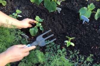 Оптимальні дати для посадки огірків у червні 2023 року: поради та строки