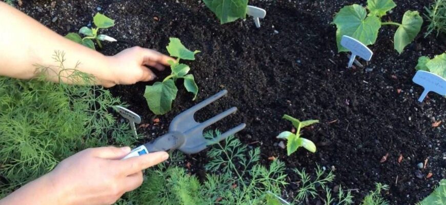 Оптимальні дати для посадки огірків у червні 2023 року: поради та строки