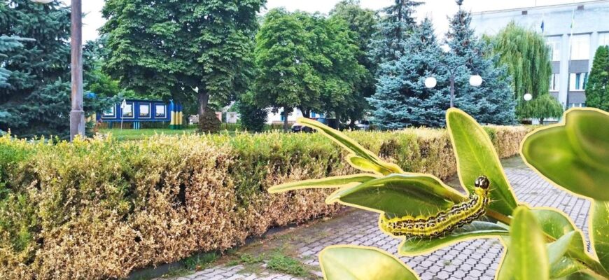 Як ефективно та назавжди позбутися вогнівки: докладний гайд