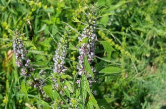 Побічні ефекти від пустирника: що потрібно знати для безпеки?