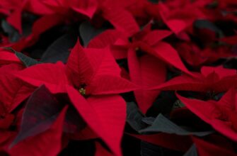 Причини засихання листя пуансетії та способи їх усунення