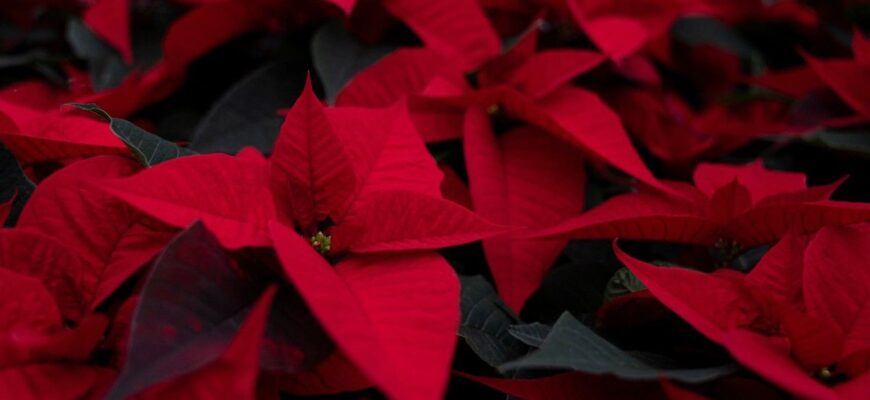 Причини засихання листя пуансетії та способи їх усунення