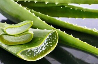 “Чи варто та як правильно підрізати листя алое: поради та методи”