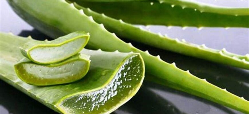 “Чи варто та як правильно підрізати листя алое: поради та методи”