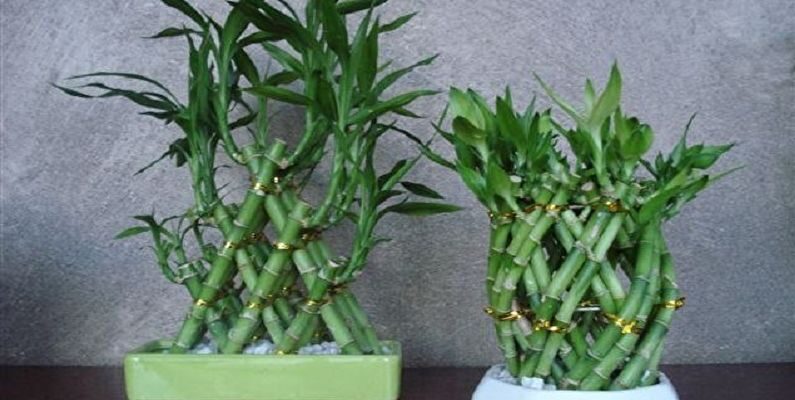 Оптимальне освітлення для здорового зростання бамбука у вашому домі