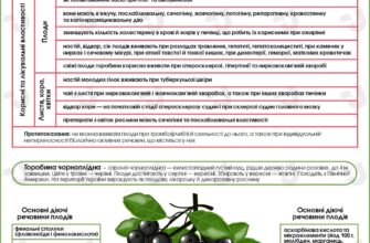 Вплив чорноплідної горобини на здоров’я кишечника: що важливо знати