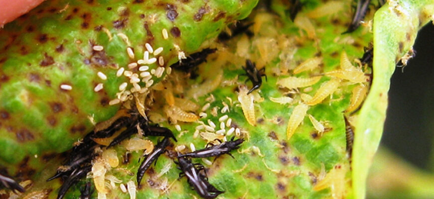 Які рослини вражають трипси та як захистити свій сад від шкідників