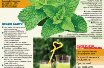 Переваги запаху м’яти: як він впливає на здоров’я та самопочуття