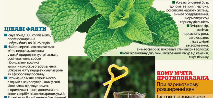 Переваги запаху м’яти: як він впливає на здоров’я та самопочуття Переваги запаху м’яти: як він впливає на здоров’я та самопочуття