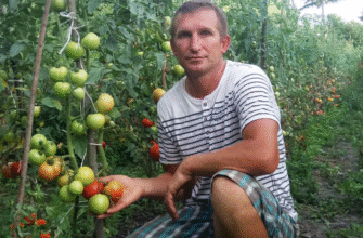 Скільки кілограмів томатів може дати один кущ: урожайність та фактори