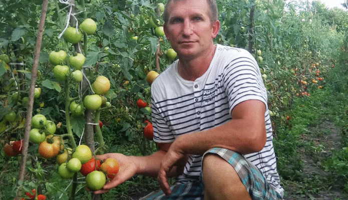 Скільки кілограмів томатів може дати один кущ: урожайність та фактори