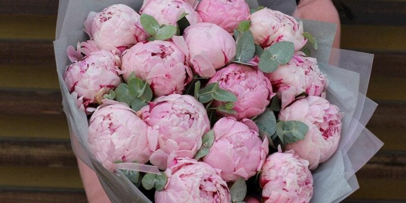 Як зберегти свіжість зрізаних півоній: поради для тривалого зберігання