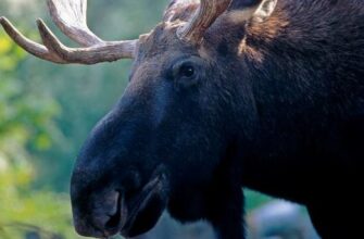 Рік 2024 за старослов’янським календарем: передбачення та впливи