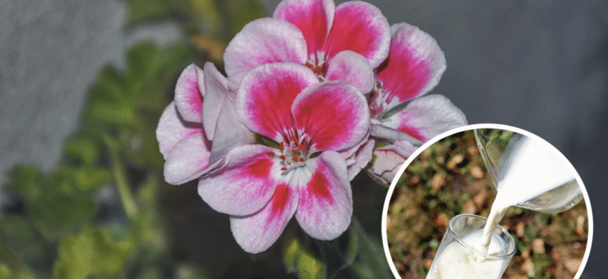 Чи корисно поливати троянди молоком: міфи та реальність догляду за квітами