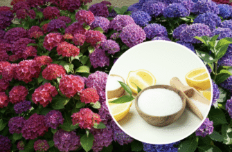 Ефективність поливу лимонною кислотою: користь для рослин та ґрунту