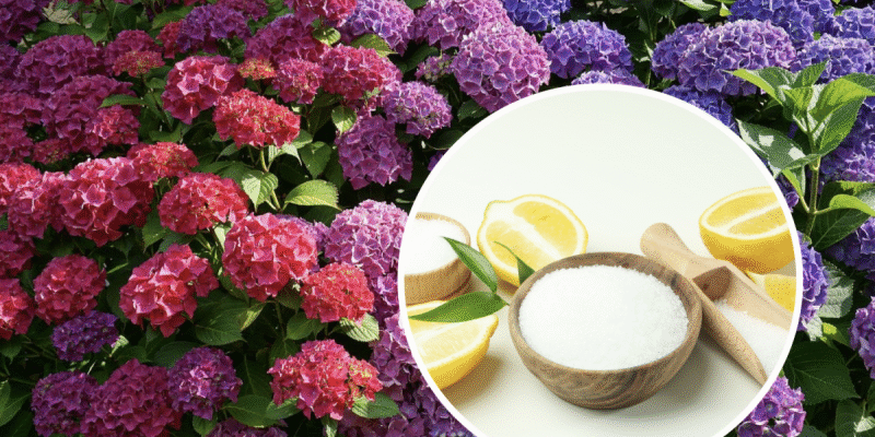 Ефективність поливу лимонною кислотою: користь для рослин та ґрунту