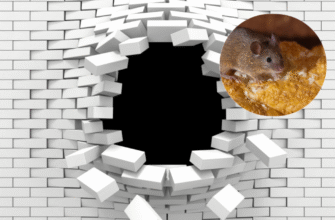 Як ефективно позбутися мишей: поради та методи для вашого дому