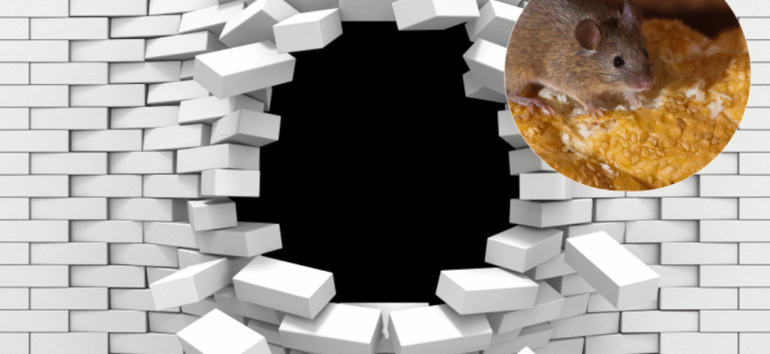 Як ефективно позбутися мишей: поради та методи для вашого дому