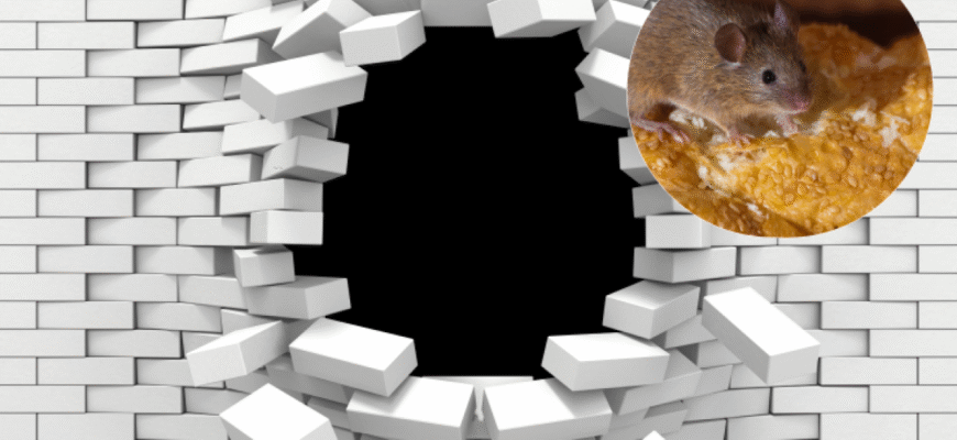 Як позбутися мишей: ефективні методи для очищення вашого дому
