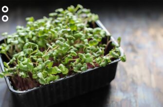 Як визначити готовність мікрозелені: ключові ознаки та поради