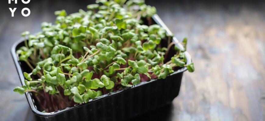 Як визначити готовність мікрозелені: ключові ознаки та поради