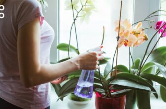Як правильно доглядати за орхідеєю вдома після покупки: поради з поливу
