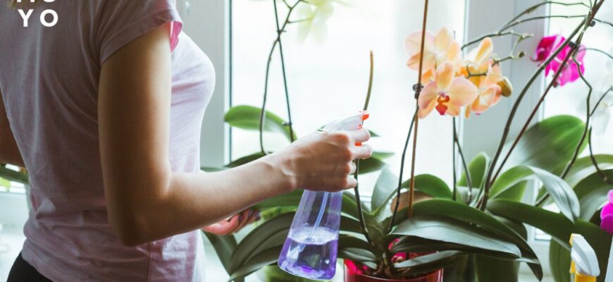 Як правильно доглядати за орхідеєю вдома після покупки: поради з поливу
