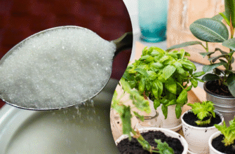 “Чи варто додавати цукор у воду для квітів: користь та ризики”