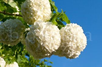 Тривалість цвітіння Бульденеж: Скільки часу триває період цвітіння?