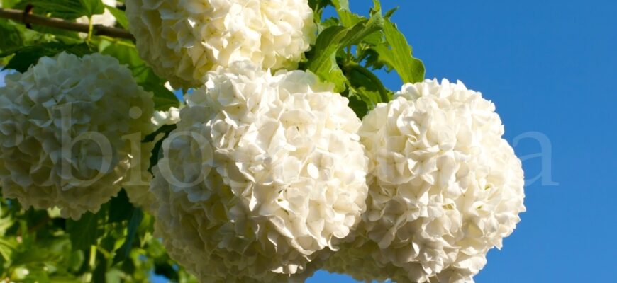 Тривалість цвітіння Бульденеж: Скільки часу триває період цвітіння?