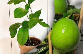 Як дізнатися, чи ваш лимонний деревце почне плодоносити: основні ознаки