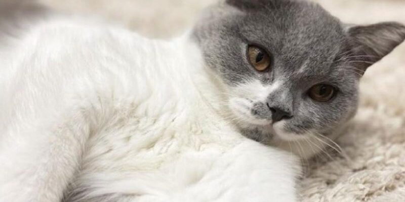 Чи безпечно закривати кошеня на ніч у кімнаті: поради та рекомендації