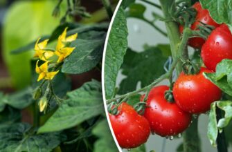 Оптимальні добрива для підживлення помідорів у червні: найкращі варіанти