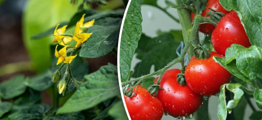 Оптимальні добрива для підживлення помідорів у червні: найкращі варіанти
