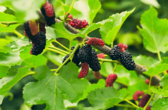 Коли і як правильно збирати листя шовковиці для приготування чаю