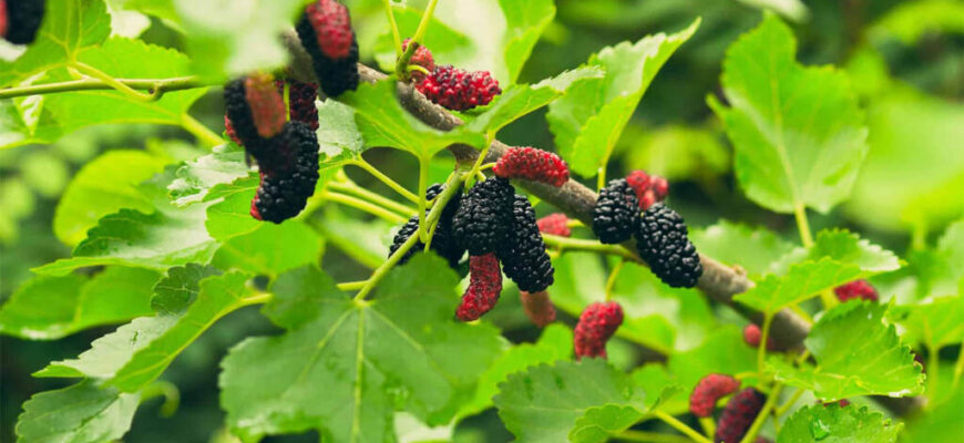 Коли і як правильно збирати листя шовковиці для приготування чаю