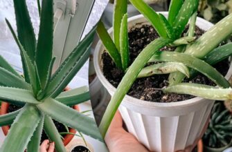 Чи безпечно мазати обличчя листом алое: користь та рекомендації