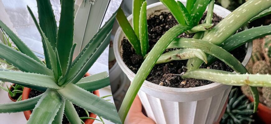 Чи безпечно мазати обличчя листом алое: користь та рекомендації