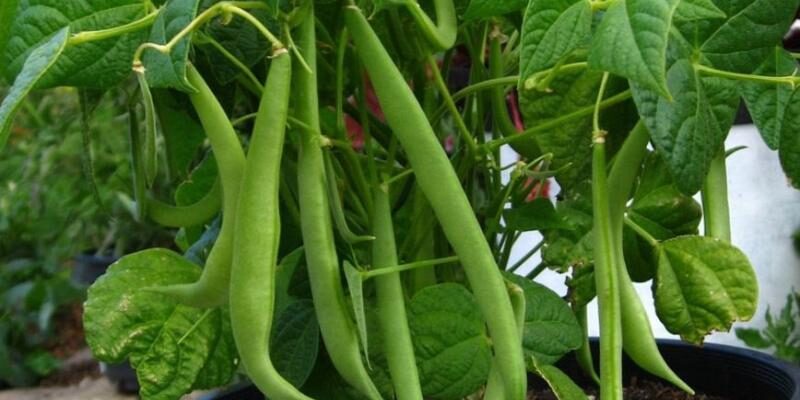 Чи можливо садити дерева в липні: рекомендації та поради садівникам