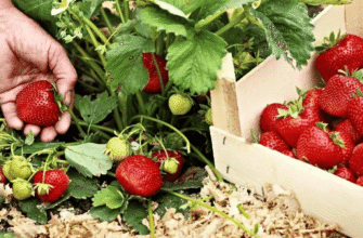 Що посадити після полуниці: найкращі культури для заміни ше в сезоні