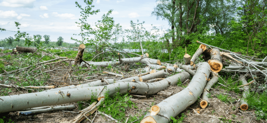 Чому рубка сухостою шкодить екосистемі: екологічні наслідки та факти