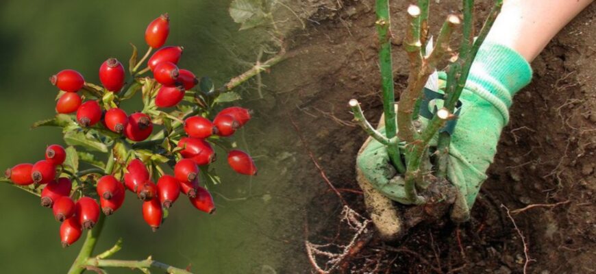 Оптимальний час для посіву шипшини в землю: рекомендації та поради